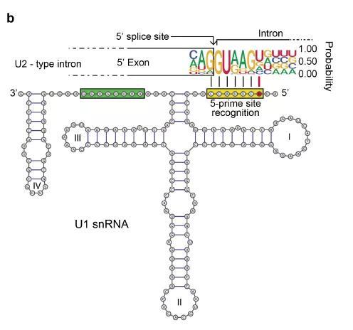 ▲U1-snRNA的二级结构，红点为经常突变的位点（图片来源：参考资料[3]）