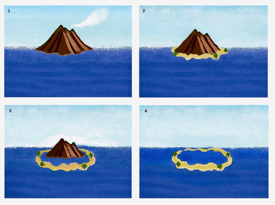 达尔文“沉降说”示意图：1~4分别为火山岛、裙礁、堡礁、环礁 | Lily’s Art Studio