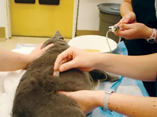 医生在给猫咪进行膀胱穿刺术，图片来源todaysveterinarynurse