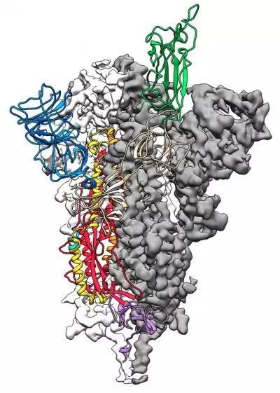 解析Science新冠病毒论文：S蛋白电镜图首次公布