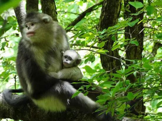死亡是什么 动物能意识到吗 滇猴丧子母子纽带难断 手机新浪网