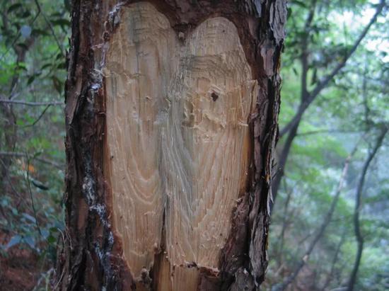死于松材线虫的松树纵切面，已有蓝变真菌滋生。图片来源：南京农业大学植物线虫实验室