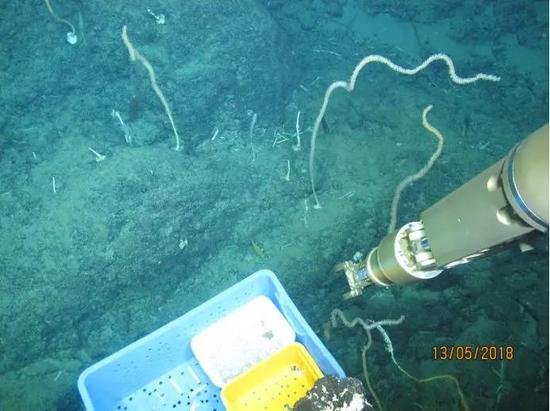 “深海勇士”在南海甘泉海台观测到海鞭珊瑚（“深海勇士”号/摄）