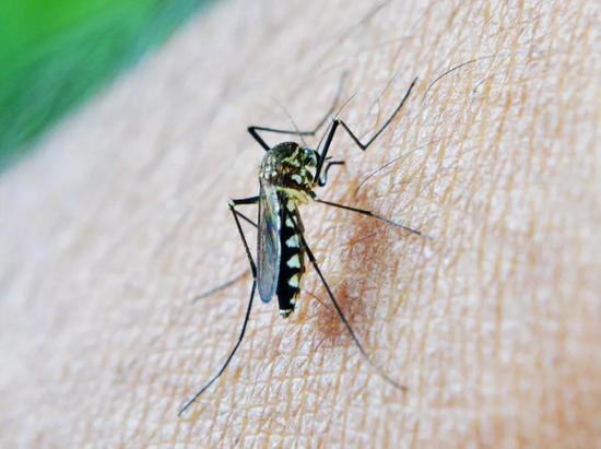 疟疾爆发地区常常是落后地区。图片来源：Pixabay