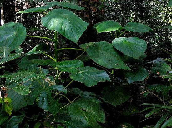 金皮树（Dendrocnide moroides）图片来源：wikipedia