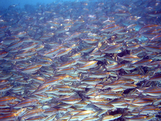 遇到捕食者时，沙丁鱼群会形成漩涡形的“饵球”，用来吓跑捕食者 | Ed Bierman / Flickr