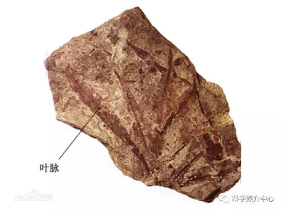 舌羊齿化石
