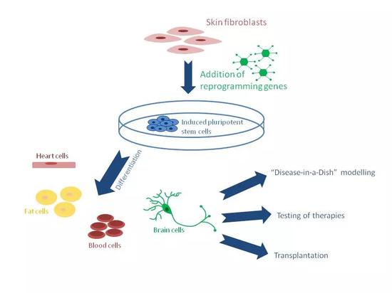 山中伸弥方法（来源：http://www.stemcells.uct.ac.za）