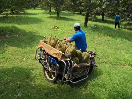 泰国金枕头榴莲主产地尖竹汶府的工人们正在运新鲜采摘的榴莲。来源：被访者供图