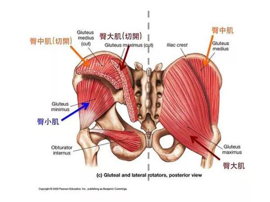 图源：physiospot