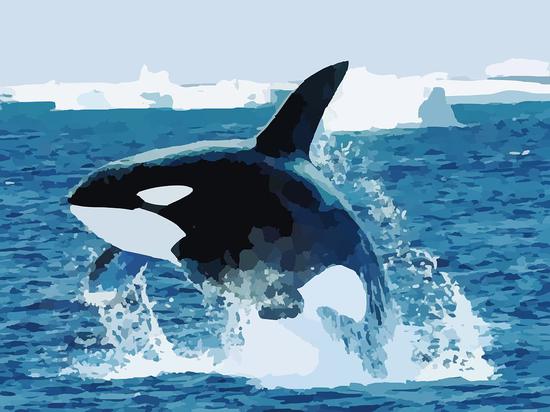 虎鲸（orcas）是为数不多的拥有绝经期的动物。（图片来源：pixabay）