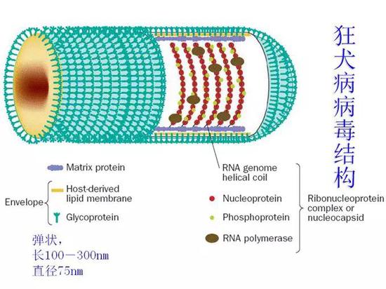 狂犬病毒结构（来源：科学网）