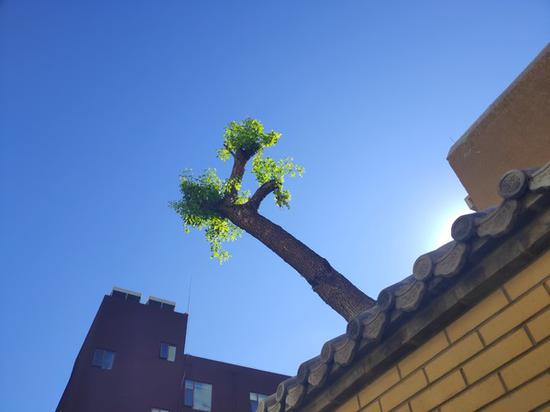 ���R1�������