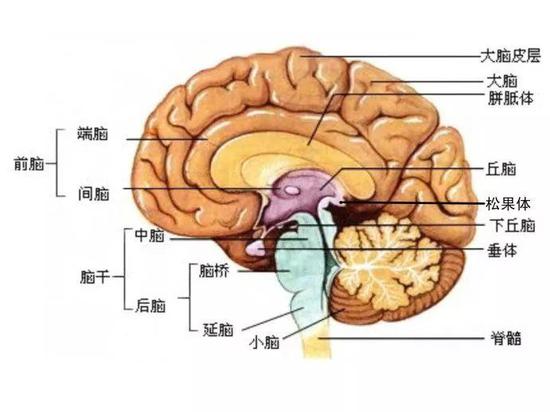 一见钟情,见的到底是哪门子“情”?