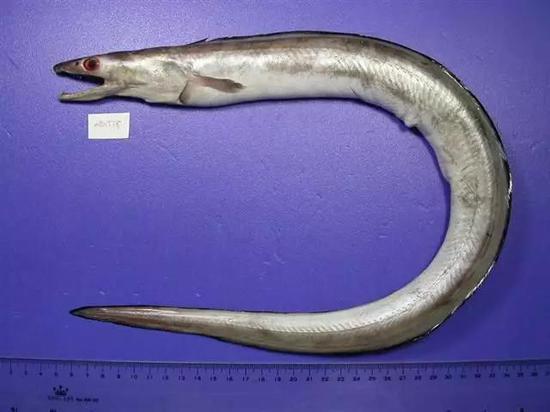 海鳗 （图片来源：Wikipedia）