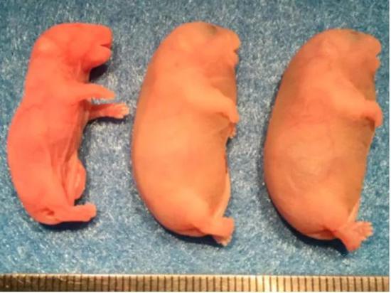 孤雄小鼠遭遇的首要问题就是发育过度，图中右边两只就是长成了“肉球”的孤雄小鼠。图片来源：参考文献[10]