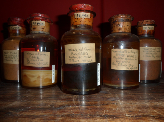 ▲从爱尔兰工厂发现的鲸油 （图片来源：museum.ie）