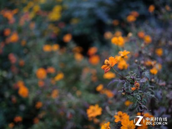 富士GFX 50R实拍样片