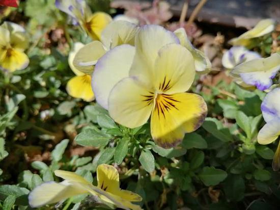 千元超广角后置三摄 华为畅享9S手机评测