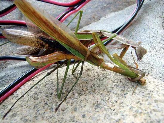 一只雌螳螂在吃一只正与其交配的雄螳螂（引自维基百科）