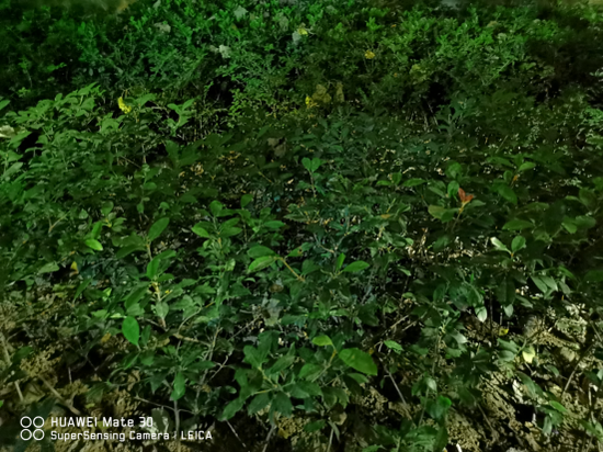 华为Mate30 5G夜景模式