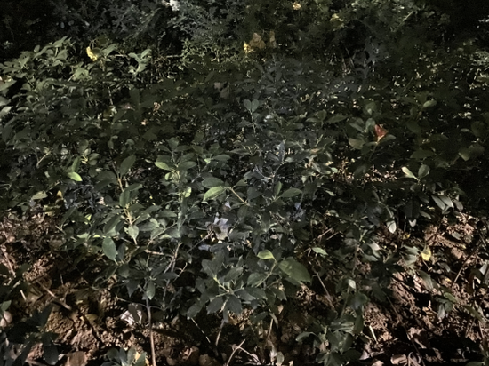 iPhone 11夜景模式