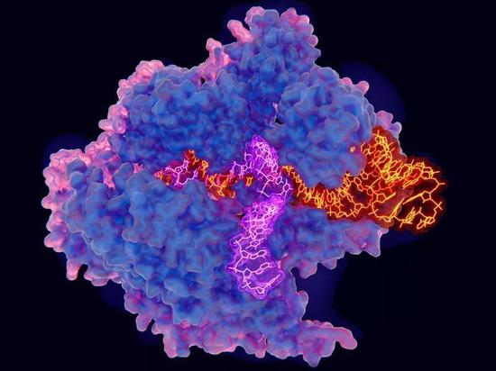 与目前流行的CRISPR-Cas9体系相比（见图），一种名为“先导编辑”的新型基因编辑工具可以更精准地对DNA进行编辑。| 图片来源：Juan Gaertner/SPL