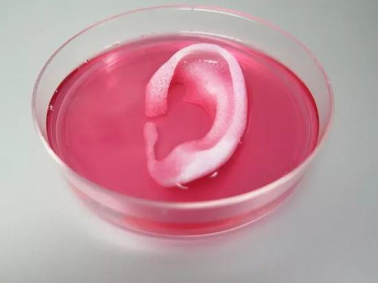 利用改进版的生物打印机打印的完整的耳朵结构（图源：cosmosmagazine.com）