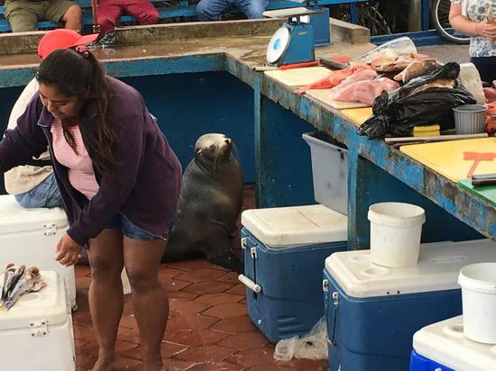 海狮“卢克”是圣克鲁斯岛上的明星，每天一大早就急急赶到鱼市，耐心地等待早餐