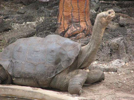  平塔岛的长脖子大龟已经绝种，“孤独的乔治”是已知的最后一只，1972年在平塔岛上发现。所有让乔治与其他岛上的雌龟交配的努力统统失败。2012年，乔治老死，标本现在陈列在圣克鲁斯岛的自然博物馆里，成为促进自然保护的教材；加拉帕戈斯群岛的徽标用的就是它的“孤独”形象