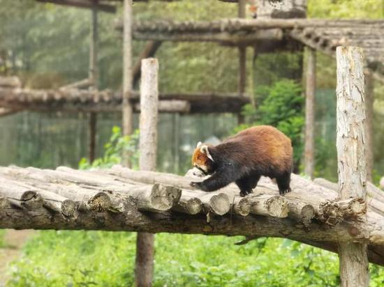 ▲北京动物园小型食肉动物馆，可以很好的模拟动物自然生存环境