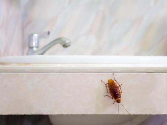 蟑螂“飞檐走壁”（图片来源：Veer图库）