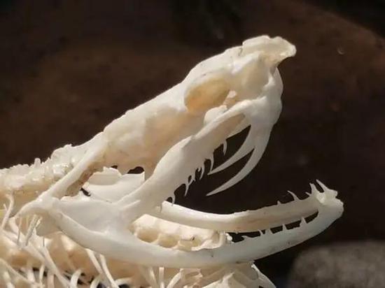 白唇竹叶青蛇头骨（图片来源：Catawiki）