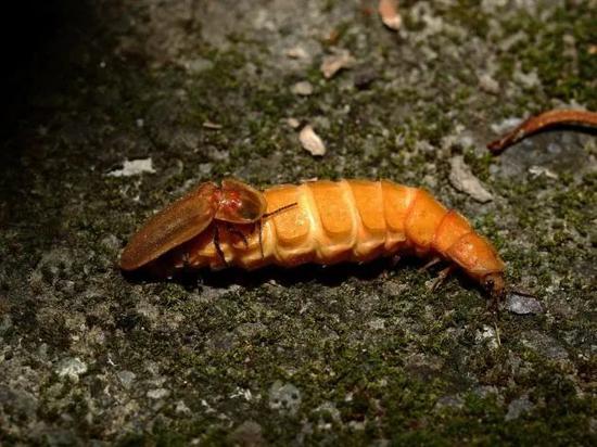 交配中的幼态雌虫