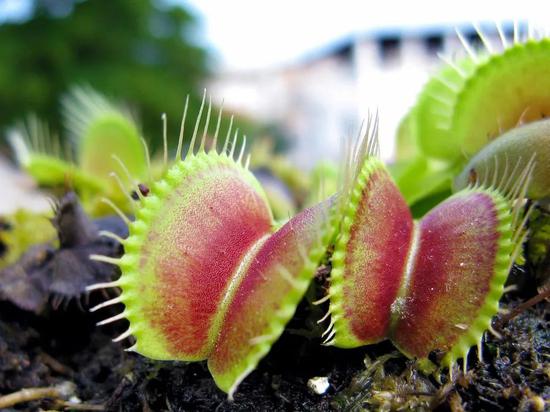 植物食虫，是被逼急了的“逆袭”？