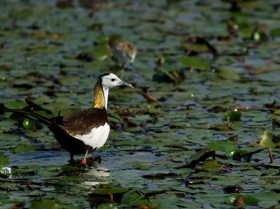 新浪科技综合@你吃的菱，是2角、4角还是0角？新浪科技综合2020-07-24 10:55:580阅