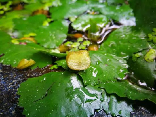 新浪科技综合@你吃的菱，是2角、4角还是0角？新浪科技综合2020-07-24 10:55:580阅