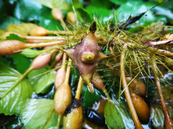 新浪科技综合@你吃的菱，是2角、4角还是0角？新浪科技综合2020-07-24 10:55:580阅