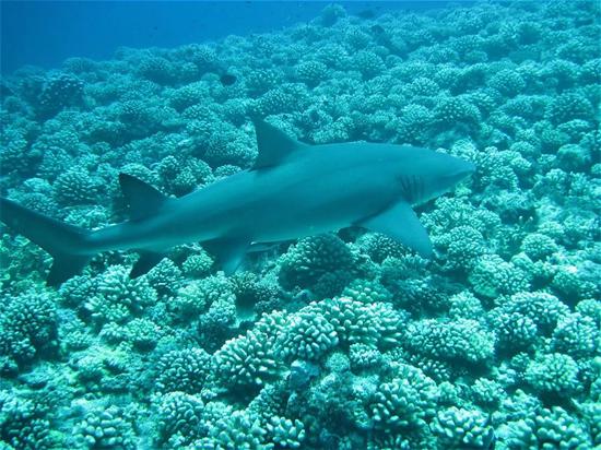 埃梅奥岛的珊瑚礁 | Kounilig / Wikimedia Commons