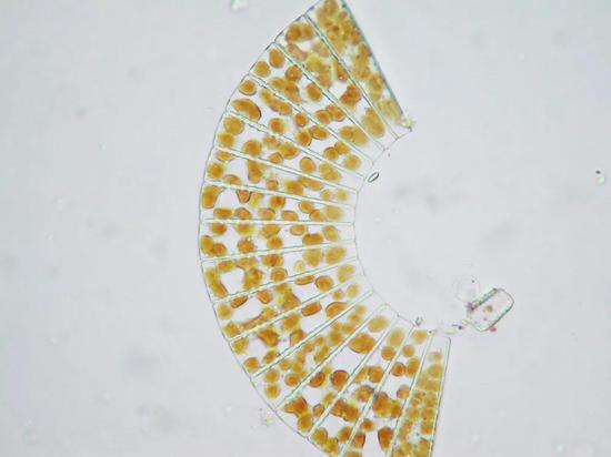 扇状的扇形藻属（Meridion）群体。图片：Detlef Kramer / wiki commons