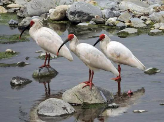 溪流中的朱鹮 图片来源：wikispecies