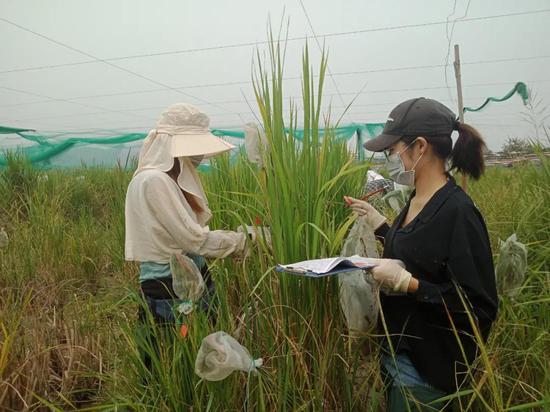 高立志课题组进行野生稻田间表型测量。华南农大供图
