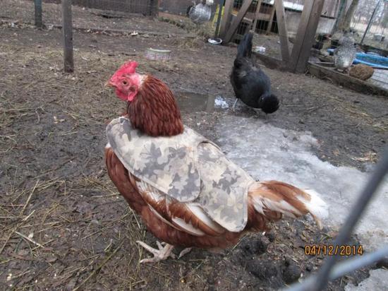 [环球科学]大型养鸡场为何总那么昏暗？那是为了避免可怕的事发生啊环球科学2020-08-18 09:52:240阅