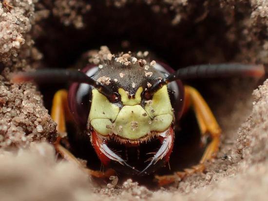 从洞里探出头来的欧洲狼蜂。图片:v_s_ / Wikimedia Commons