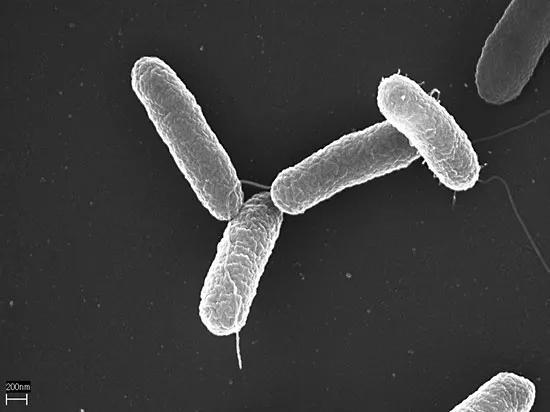 鼠伤寒沙门氏菌（Salmonella typhimurium）