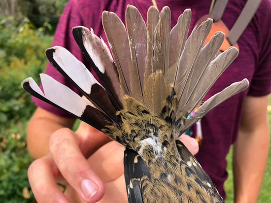 翅膀和尾巴也都是半雌半雄| Powdermill Nature Reserve