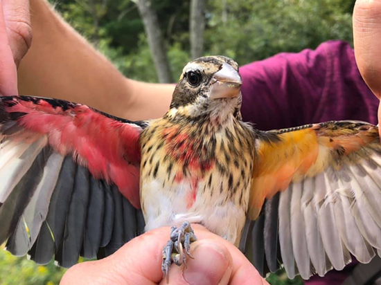 鸟的右半边是红红的雄性，左半边是黄黄的雌性| Powdermill Nature Reserve