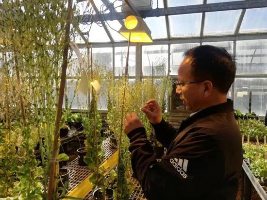 匡汉晖在实验大棚对结球生菜进行去雄杂交。匡汉晖供图