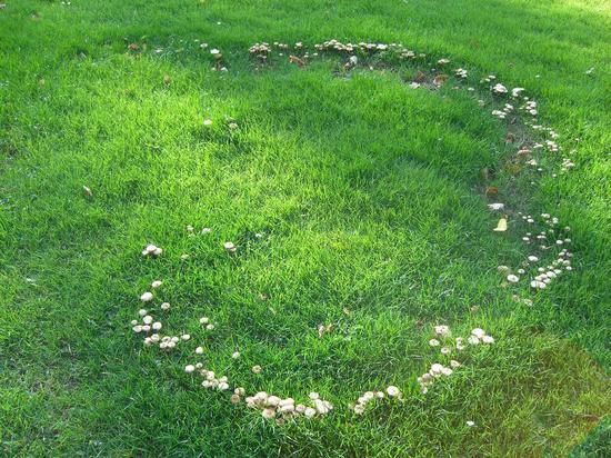 草地上不那么圆的蘑菇圈 图/Flickr
