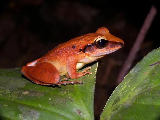 阿拉瓜盗蛙。图片来源：wikipedia